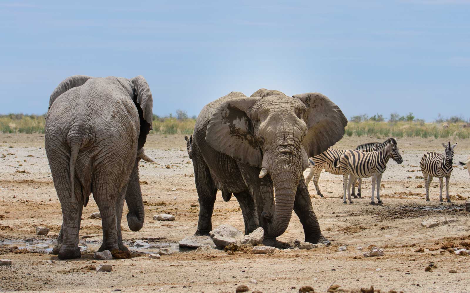 Namibia Fotosafari 2026 Namibia Fotosafari 2026