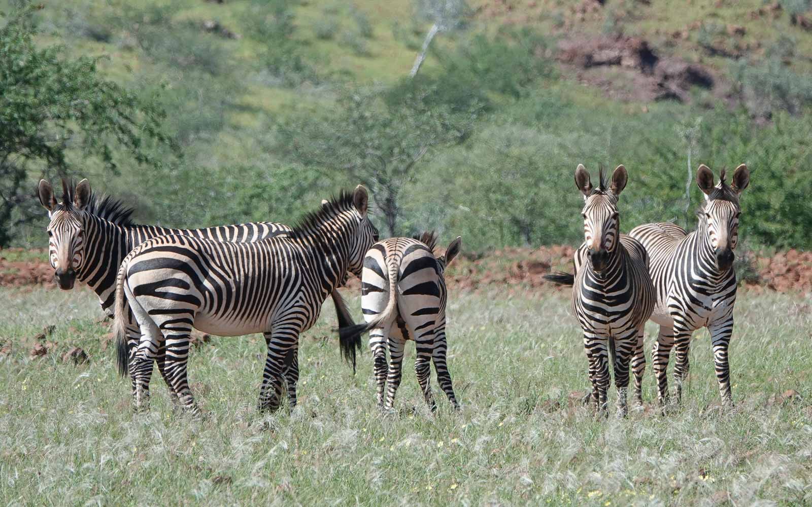 buschmann selfdrive 250