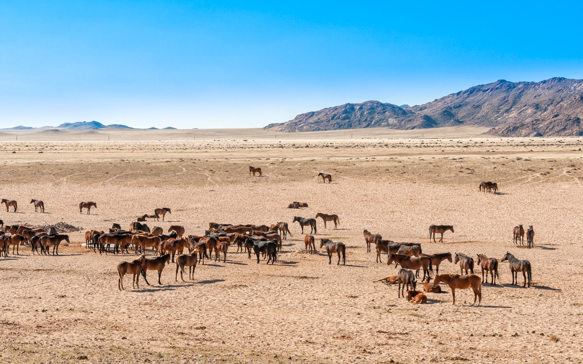 Wild horses of the Namib at Garub near Aus